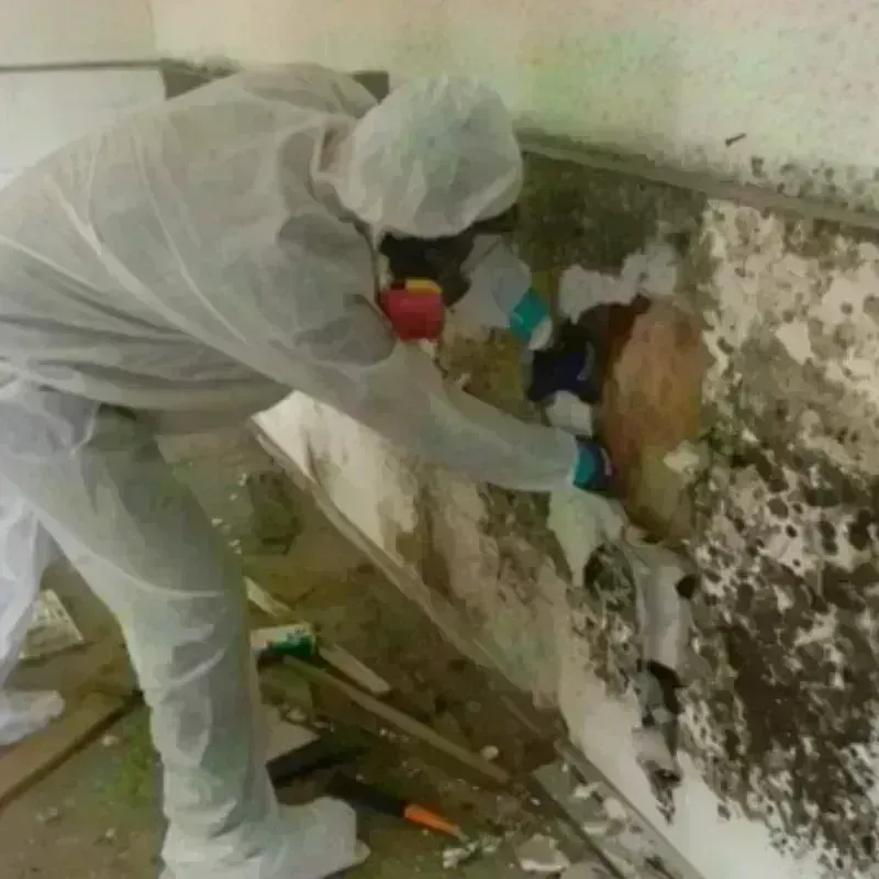 Mold Remediation and Removal in Wirt County, WV